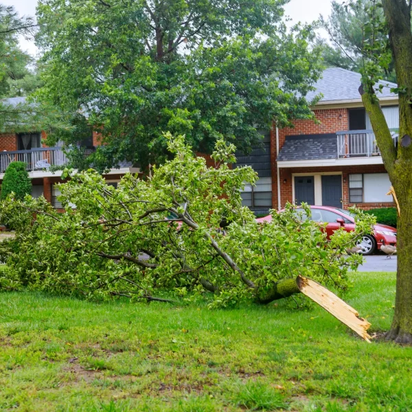 Lot Clearing & Storm Damage Cleanup